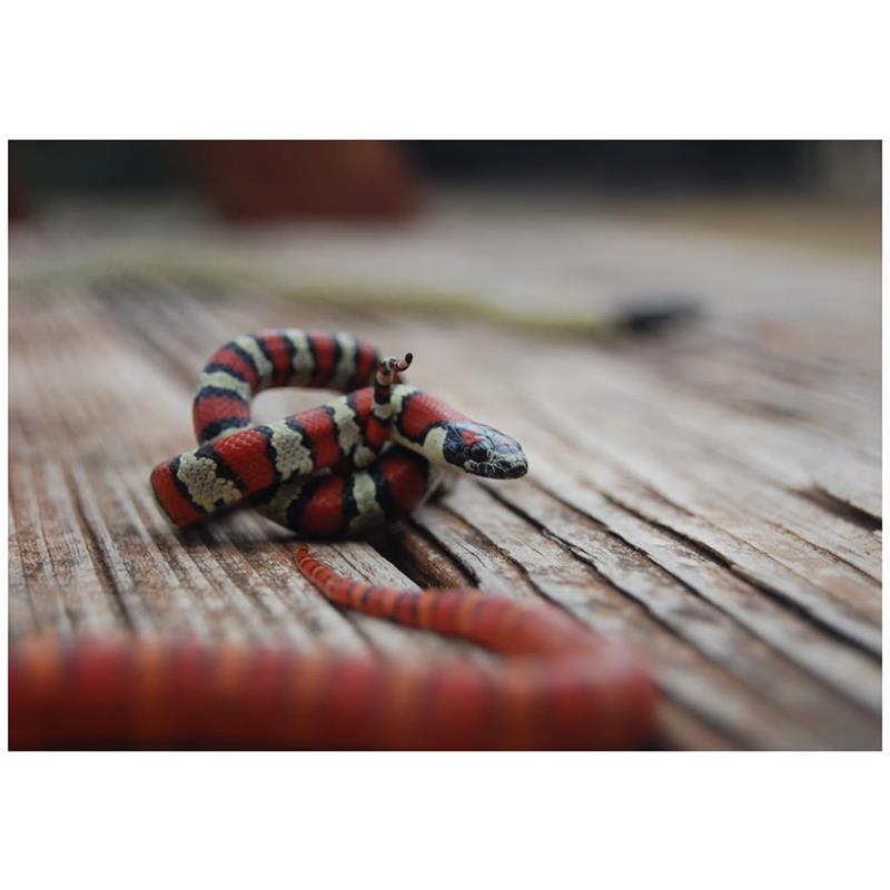 Sarpe Regal Ruthven Het albino - imagine 4